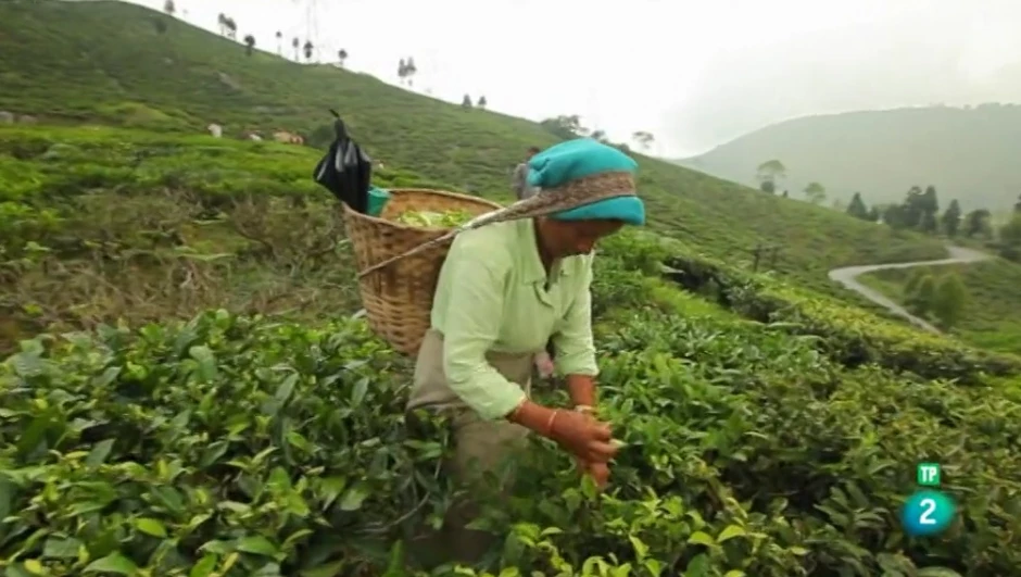 Documental Maestros del té