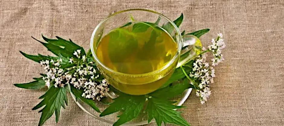 Propiedades y beneficios de la infusión de la valeriana